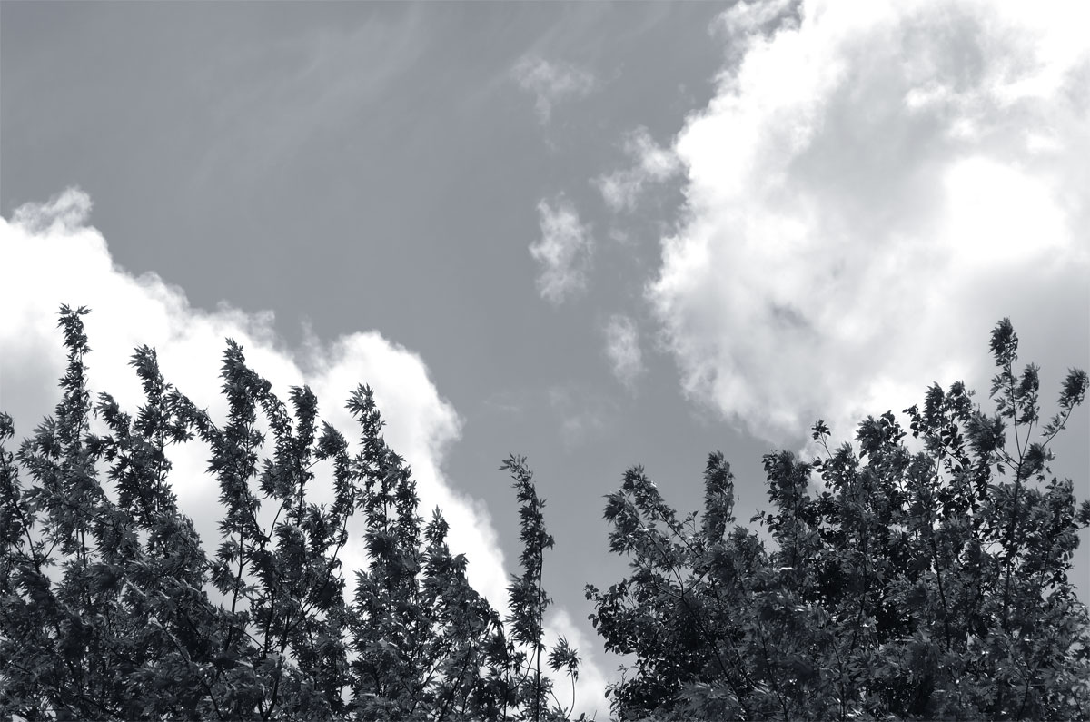 trees-cloudscapes-0012