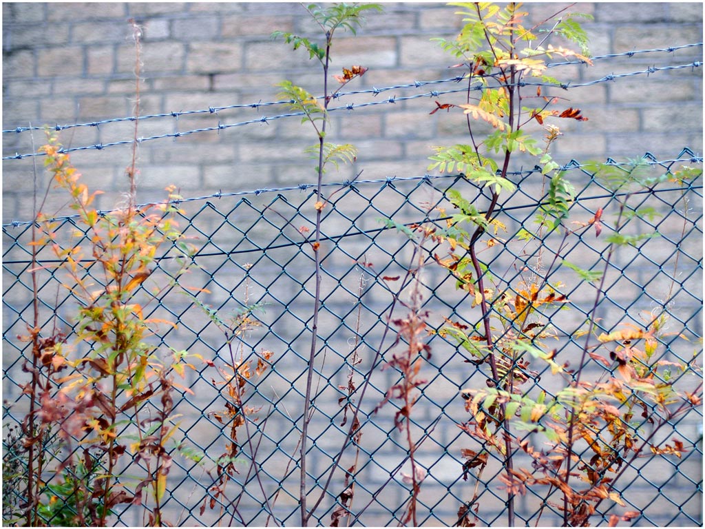 leaves-wire2