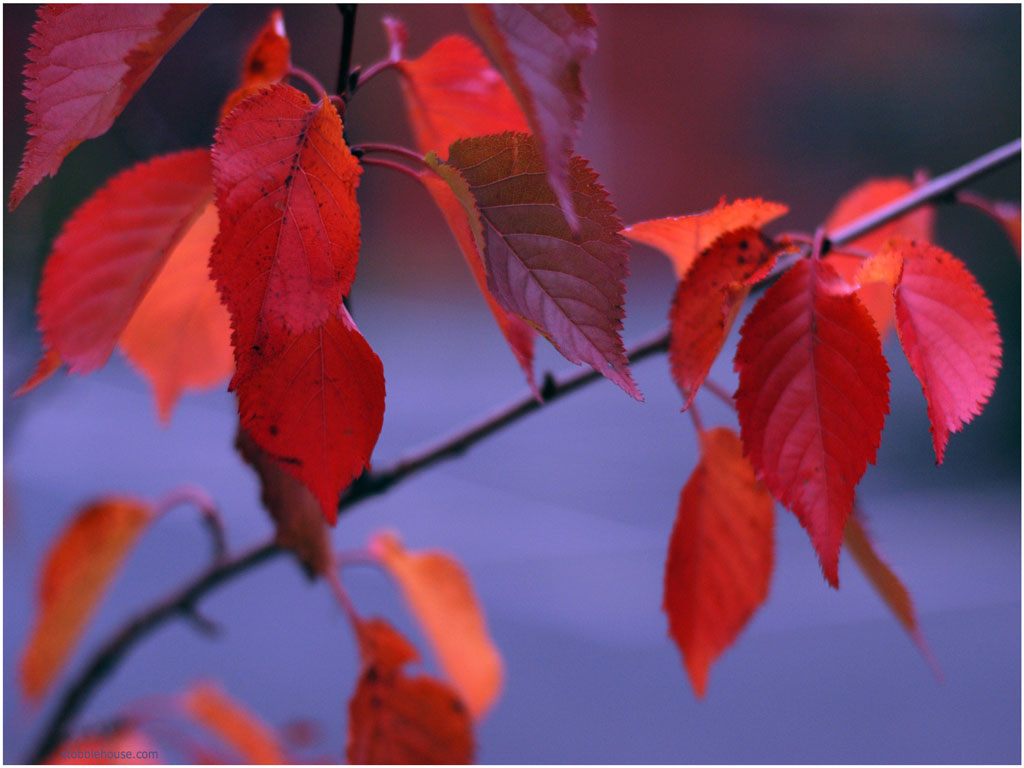 red-leaves1