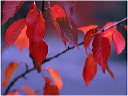 red-leaves1