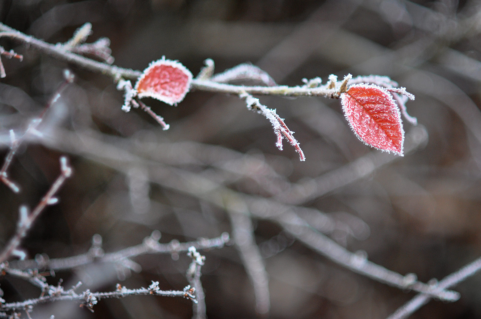 frostbush-0262