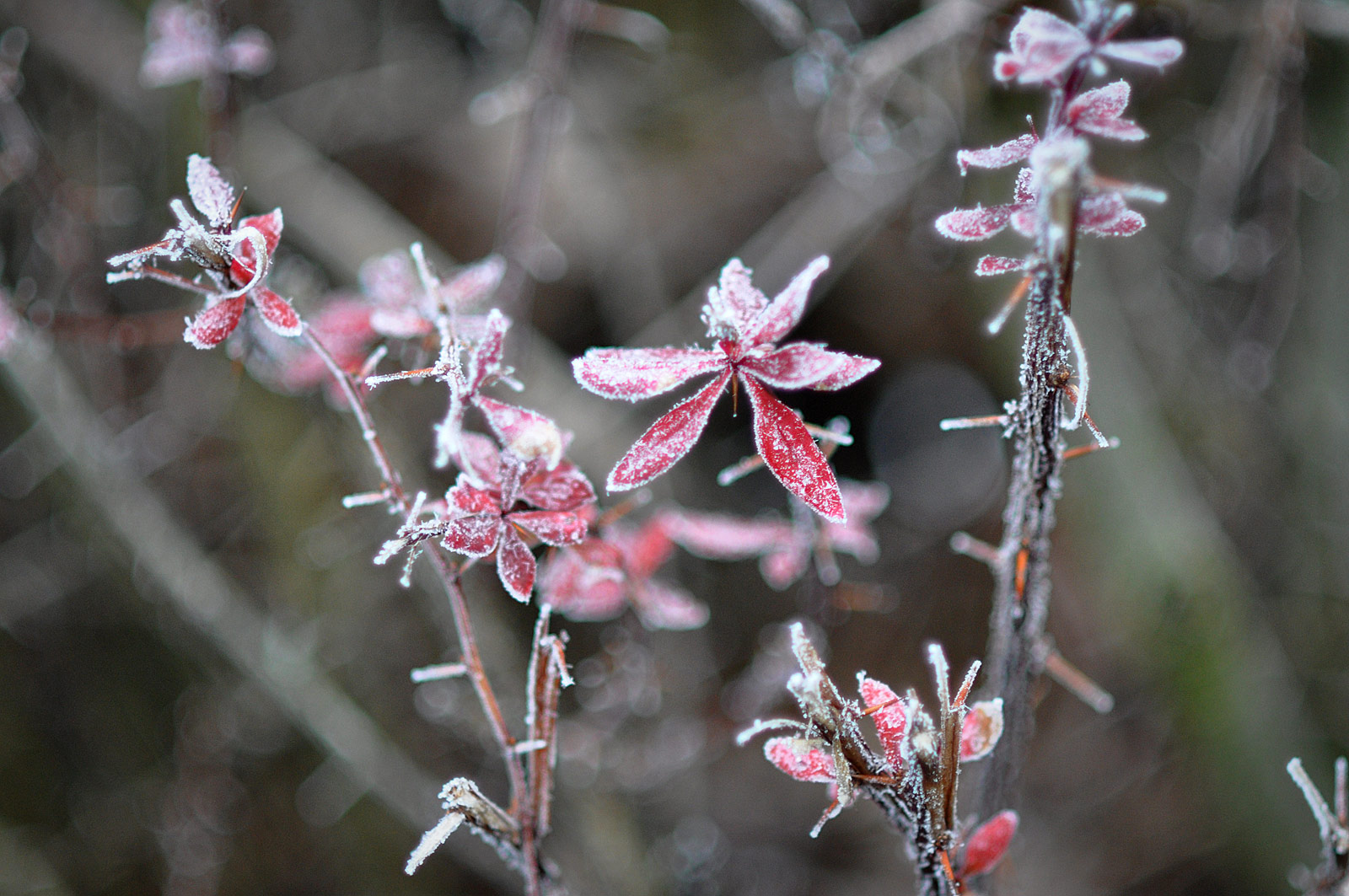 frostbush-0286