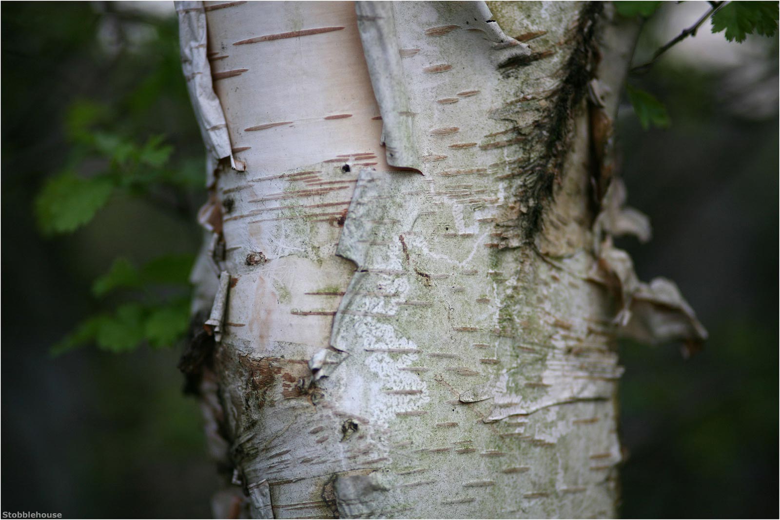 birch-0358