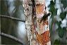 silverbirch1