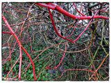 branches-red1