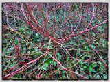 branches-red2